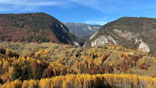 Fall in Full Bloom